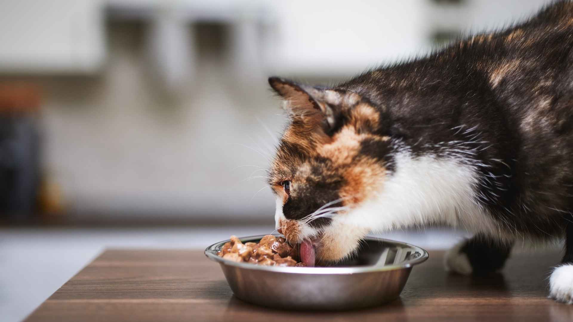 gato mayor comiendo